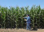 Engenheiro Agrônomo
