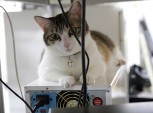 Gato em escritório no Japão